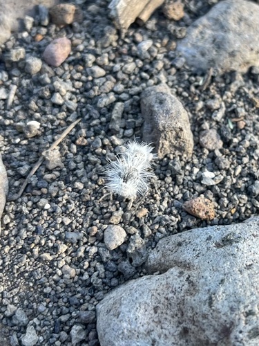 Thistledown Velvet Ant