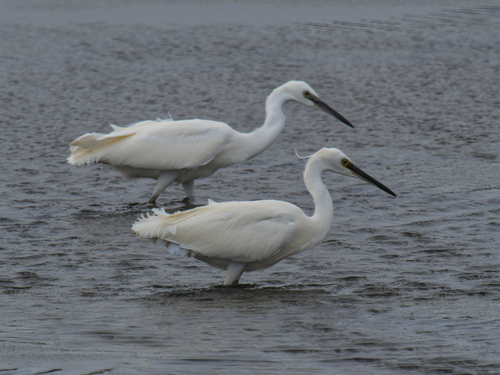 iNaturalist image