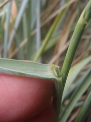 Elymus arizonicus