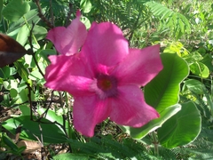 Mandevilla illustris