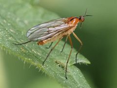 Empis stercorea