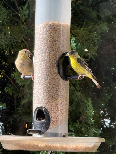 Lesser Goldfinch