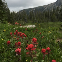 Castilleja rhexiifolia