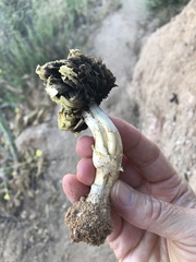 Agaricus deserticola