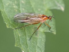 Empis stercorea