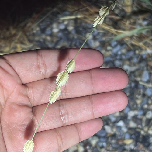 Wilman lovegrass