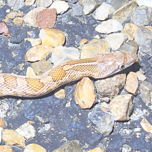Glossy Snake