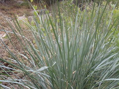 Elymus arizonicus