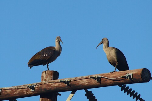 iNaturalist image