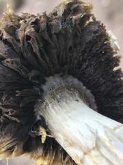 Agaricus deserticola