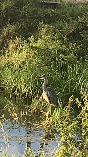 iNaturalist image