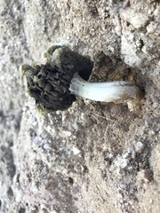 Agaricus deserticola