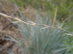 Elymus arizonicus
