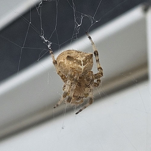 Cat-faced Orbweaver