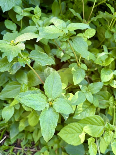 Synedrella nodiflora, photograph 5