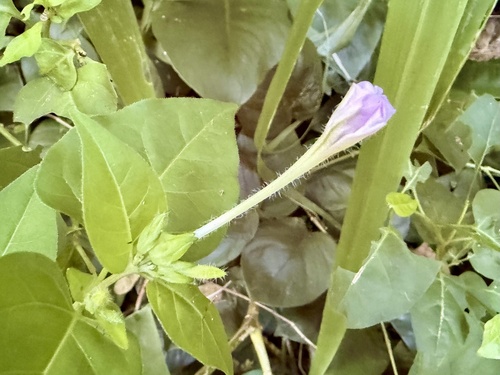 Mirabilis jalapa observed 2026-09-08