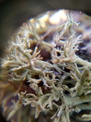 Cladonia pachycladodes