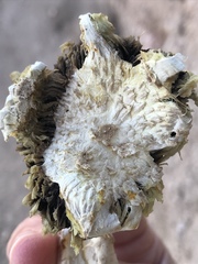 Agaricus deserticola