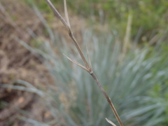 Elymus arizonicus