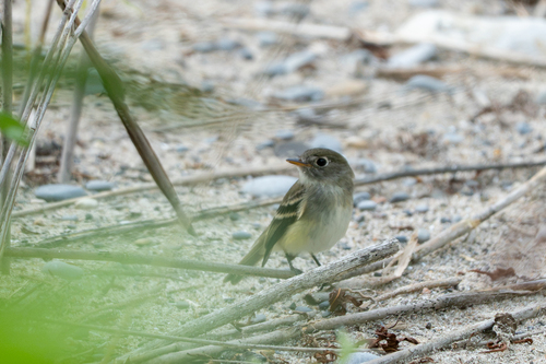 Least Flycatcher