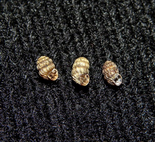 Leiostyla callathiscus