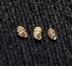 Leiostyla calathiscus