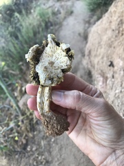Agaricus deserticola