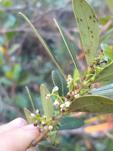 Osmanthus austrocaledonicus observed 2026-09-10