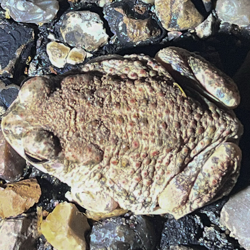 Texas Toad