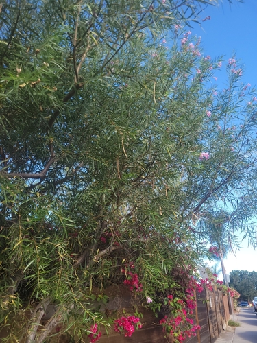 desert willow