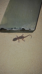 Tarentola mauritanica