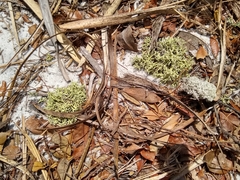 Cladonia pachycladodes
