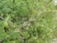 Elymus arizonicus