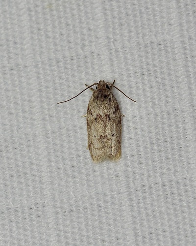 Dotted Antaeotricha Moth photo 6