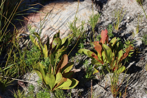 Protea acaulos, photograph 1