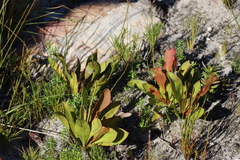 Protea acaulos, photograph (c) Tony Rebelo, some rights reserved (CC BY-SA)