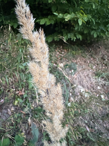 Bushgrass