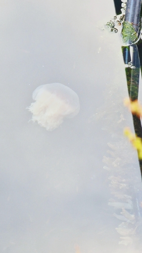 Lion's Mane Jelly