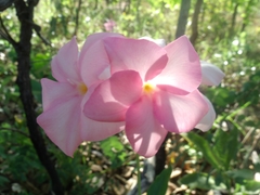 Mandevilla illustris