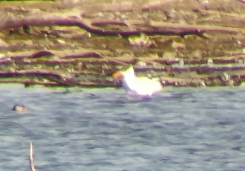 iNaturalist image