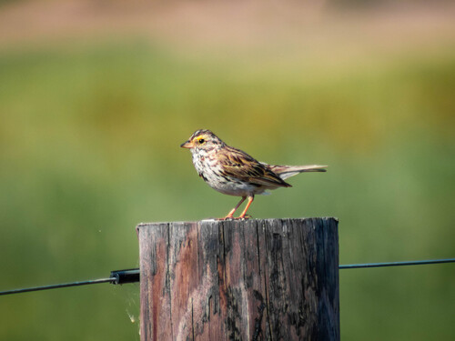 Savannah Sparrow