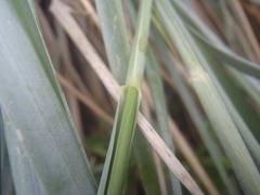 Elymus arizonicus