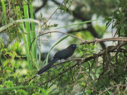 Blue-faced Malkoha
