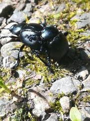 Timarcha tenebricosa