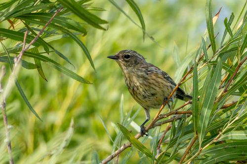Yellow-rumped Warbler