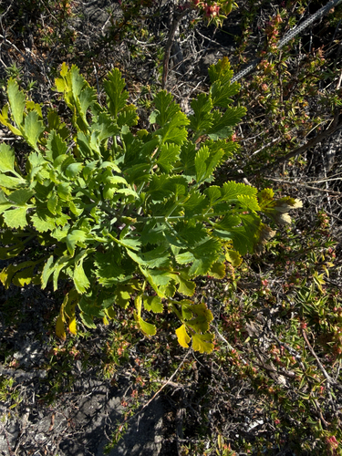 Notobubon galbanum, photograph 2