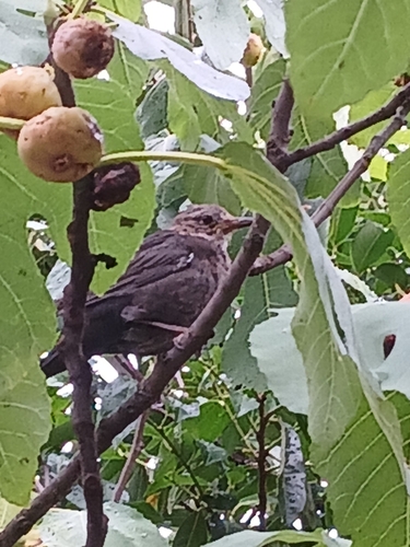 Eurasian Blackbird