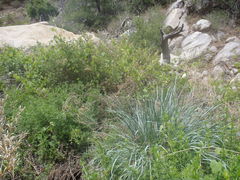 Elymus arizonicus
