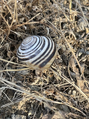 Vineyard Snail