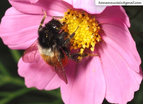 Fiery-bodied Bumble Bee